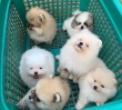 lovely  Pomerania Puppies For rehoming